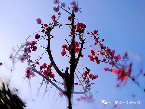 關(guān)于春天的曲其他詩句