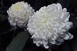 懷念逝去母親的古詩句