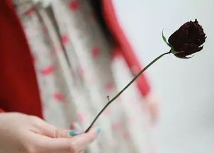 帶花字的詩句有哪些?,詩經(jīng)帶花的詩句有哪些,兩句帶花的詩句有哪些