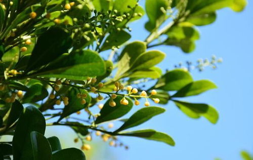 關(guān)于米蘭花的詩句