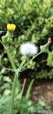 關(guān)于蒲公英的詩句如題一定要古詩