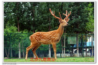 福字的美好寓意詩句,帶程的美好寓意的詩句,鹿詩經中寓意美好的詩句