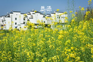 關(guān)于清明油菜花的詩(shī)句