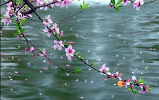 桃花詩句古詩三百首