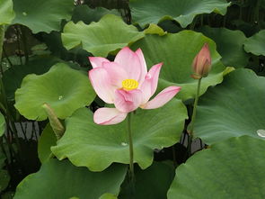 關(guān)于楊萬里和荷花的詩句