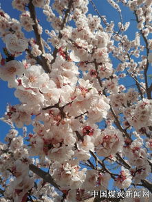 古詩中含杏花的詩句