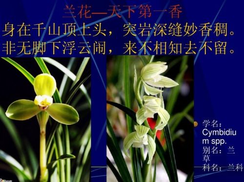 贊美蘭的古詩(shī)句有