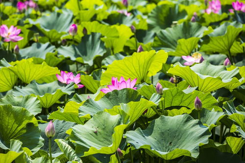 荷花的詞語和詩句,寫兩句有關(guān)荷花的詩句,形容荷花的詞語和詩句