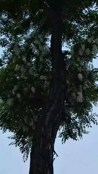 關(guān)于重回舊居的詩(shī)句