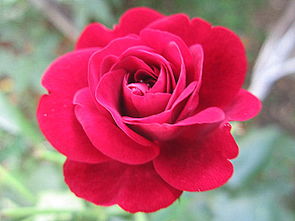 關(guān)于紅五月的詩句