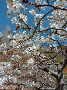 贊美梨花的詩句古詩