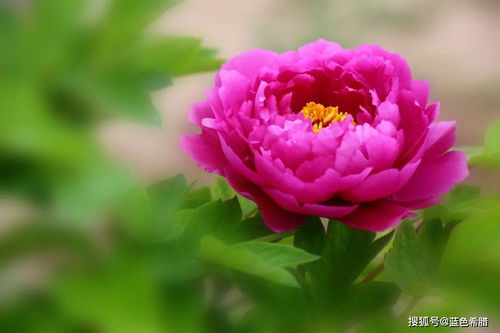 古詩中帶牡丹的詩句