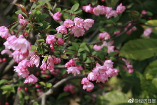 關(guān)于春天的詩(shī)句寫(xiě)成兩百字