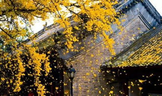 古詩(shī)中運(yùn)用疊字的詩(shī)句