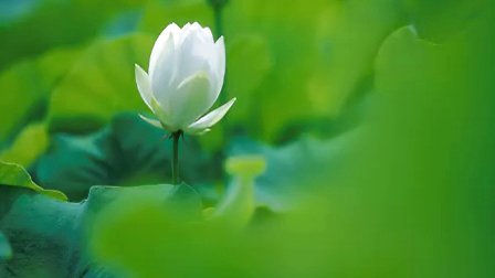 關(guān)于忘憂草的現(xiàn)代詩句