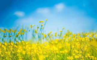 有關(guān)于樹的詩句qq簽名