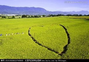 關(guān)于愛心稻田捐贈的詩句