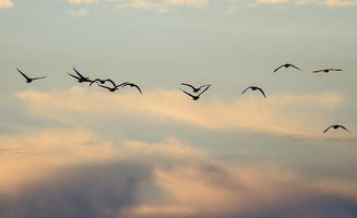 古詩舉杯消愁仍煩憂的詩句