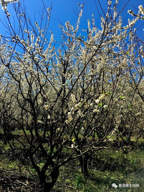 關于李花的詩句古詩李白