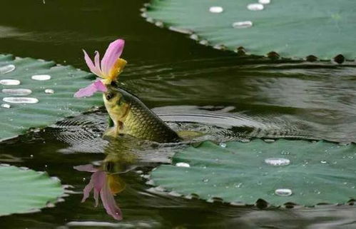 關(guān)于水中魚的著名詩句