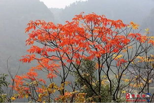 友誼,詩句,有哪些