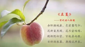 立夏的詩(shī)句古詩(shī)注解