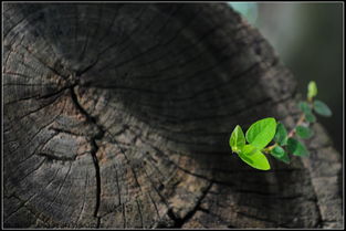 表達(dá)枯木逢春的古詩(shī)句