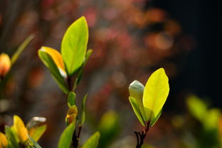 詩(shī)句,春天,有哪些