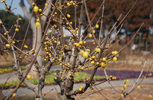 關(guān)于臘梅和瑞雪的詩句