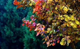 含有秋雨的古詩句