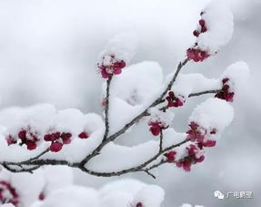 雪天,詩句,浪漫