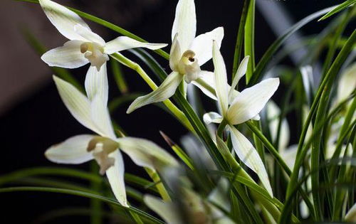 歌頌蘭花的詩句古詩