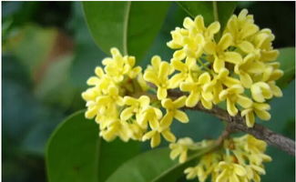 關(guān)于桂花迎貴人的詩句