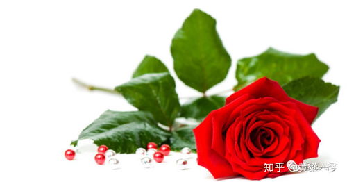 莎士比亞中關(guān)于玫瑰的詩句