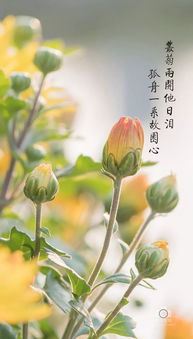 古詩中帶菊花的詩句