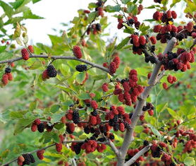 關于桑葚的詩句-百度