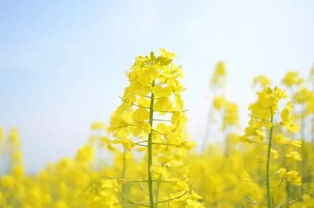 帶油菜花的古詩句