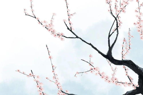 雪杏花的詩(shī)句古詩(shī)