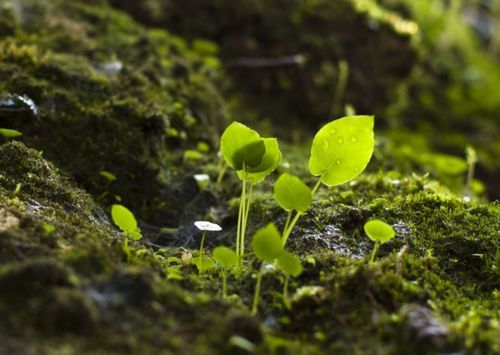 關(guān)于春草的自創(chuàng)詩(shī)句