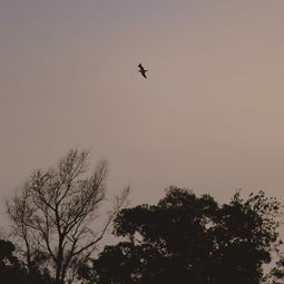 詩句,自由,大全