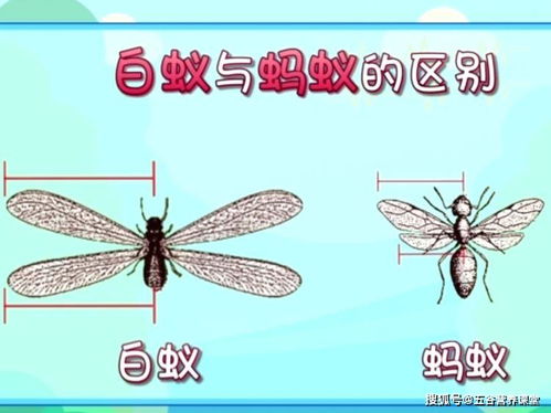 關(guān)于除害蟲的詩(shī)句