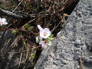 有哪些關(guān)于植物頑強生長的詩句