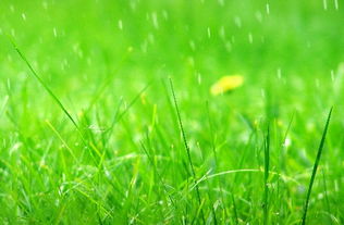 含春風(fēng)草花的古詩(shī)句