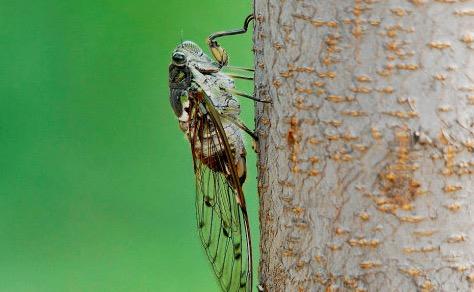 描寫(xiě)蟬的古詩(shī)句,帶有蟬的古詩(shī)句,含有蟬的古詩(shī)句