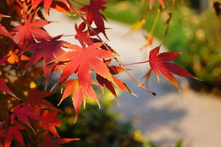 寫秋景美的詩(shī)句古詩(shī)