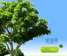 關(guān)于保護(hù)森林的詩句.