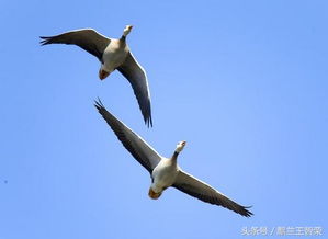 關(guān)于大雁的詩句的古詩