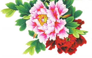 關(guān)于牡丹花的現(xiàn)代詩句