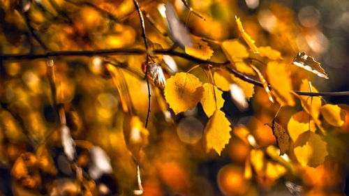 向往愛情的千古詩句