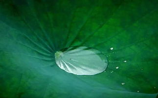 詩句,描寫,全集,夏天